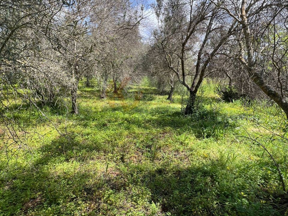Helårsgrund i Sassari, Sassari - foto 3