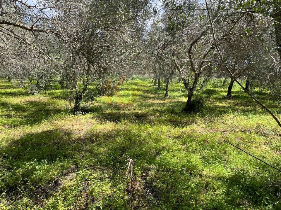 Helårsgrund i Sassari, Sassari - foto 4