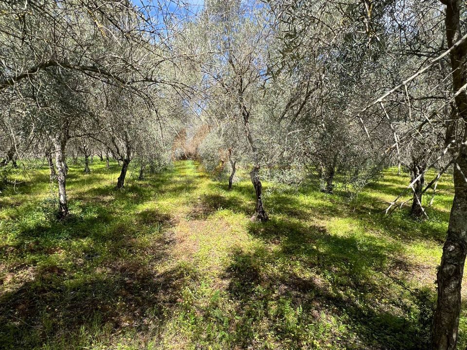 Helårsgrund i Sassari, Sassari - foto 5