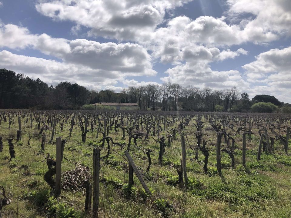 Helårsgrund i Queyrac, Gironde - foto 3