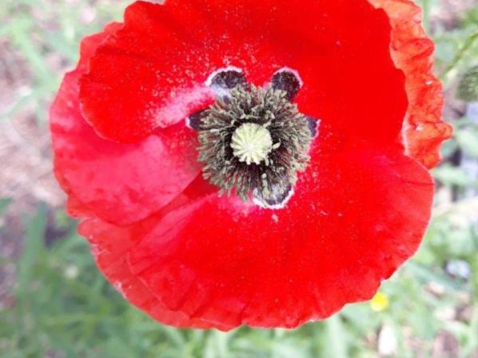 Grundstück in L'Huisserie, Mayenne - Foto 2