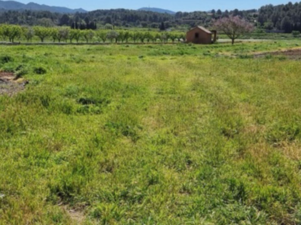 Finca i Ginestar, Tarragona - bilde 5