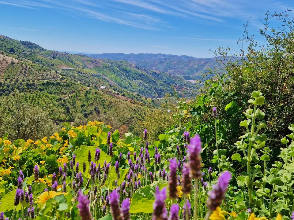 Landejendom i Los Romanes, Malaga - foto 3