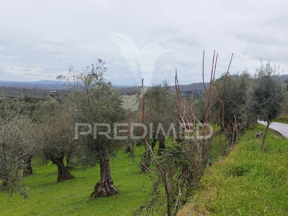 Helårsgrund i Castelo de Vide, Portalegre - foto 4