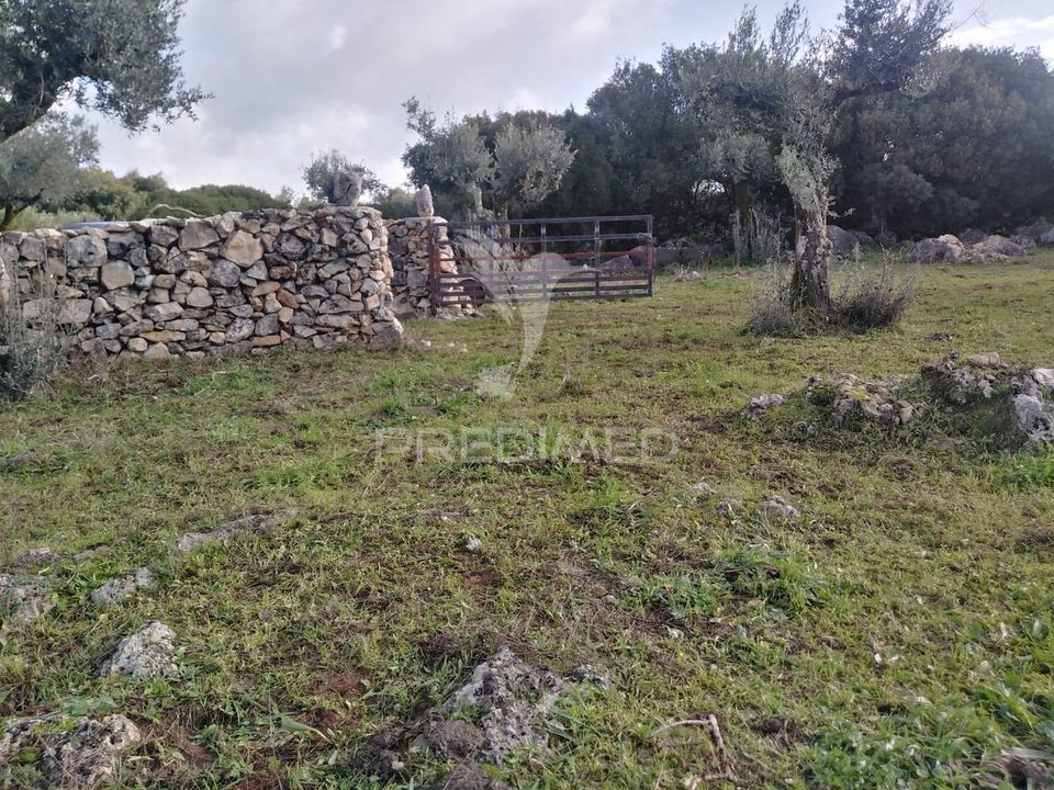Helårsgrund i Alcanena, Santarem - foto 2