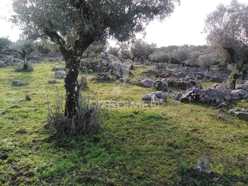 Helårsgrund i Alcanena, Santarem - foto 5