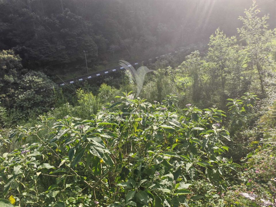 Helårsgrund i Machico, Madeira - foto 4