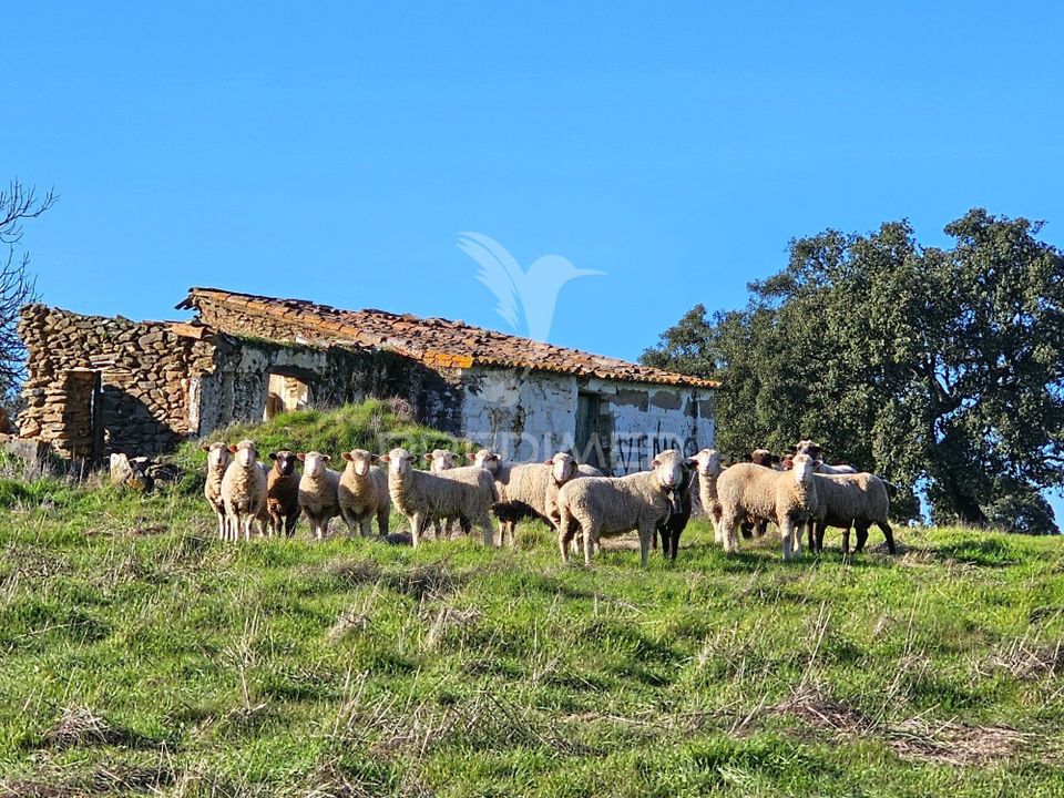 Masia a Ourique, Beja - foto 3