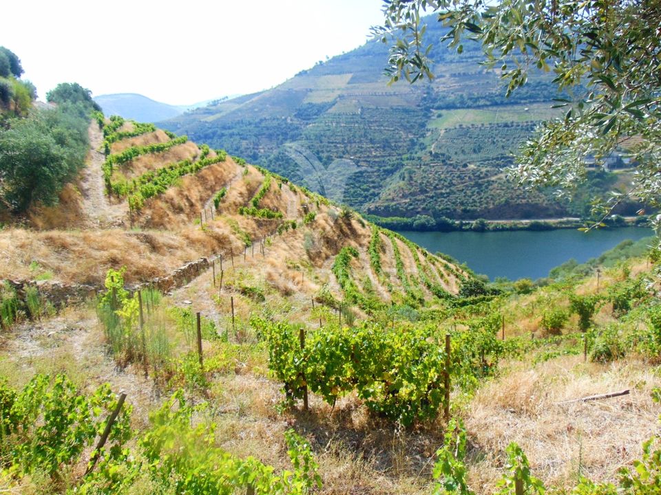 Tomt i Peso da Regua, Vila Real - bilde 2