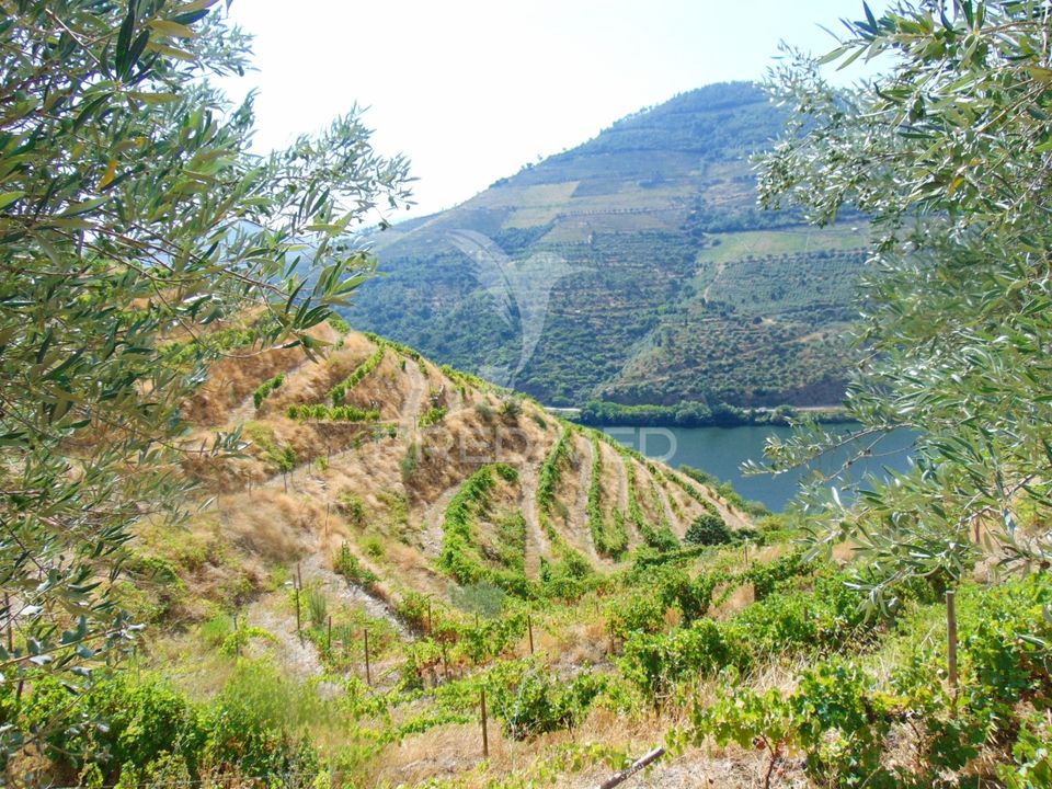 Tomt i Peso da Regua, Vila Real - bilde 5