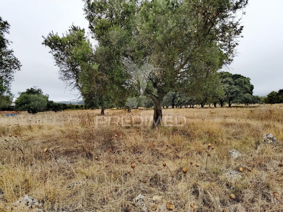 Helårsgrund i Alcanena, Santarem - foto 2