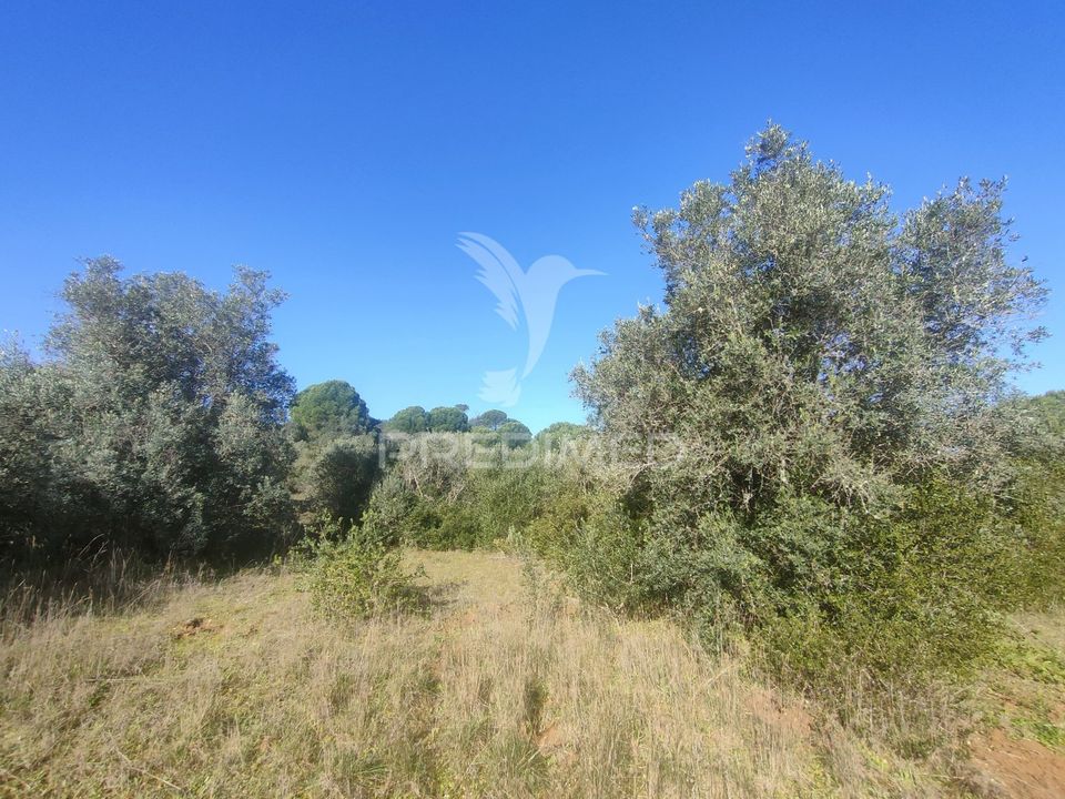 Helårsgrund i Alcanena, Santarem - foto 2