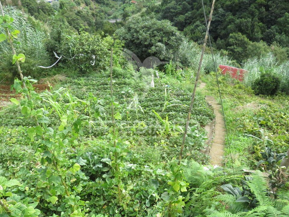 Helårsgrund i Machico, Madeira - foto 4