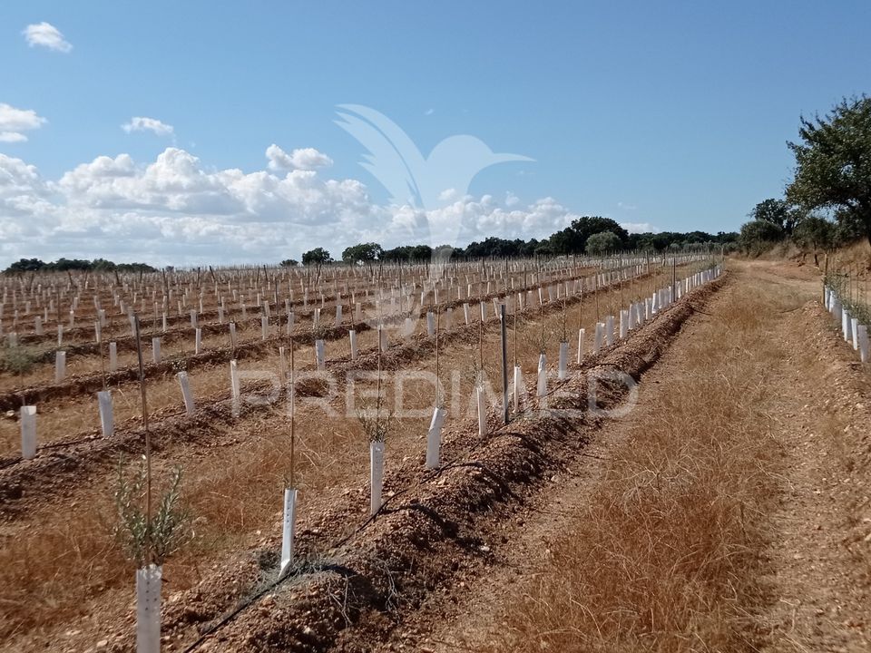 Farm hus i Sousel, Portalegre - foto 1