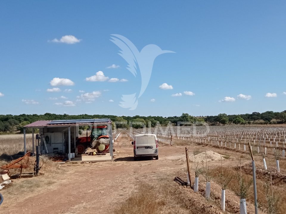 Farm hus i Sousel, Portalegre - foto 3