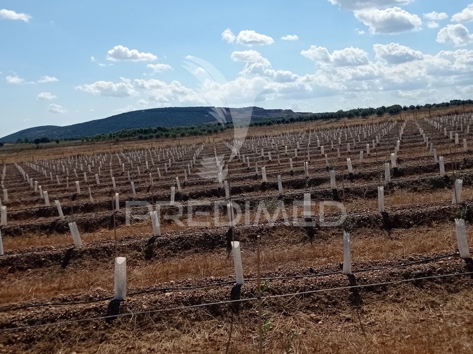 Farm hus i Sousel, Portalegre - foto 4