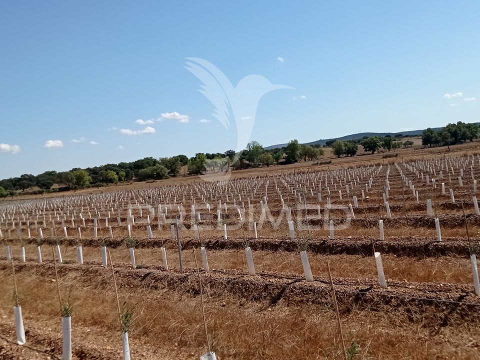 Farm hus i Sousel, Portalegre - foto 5