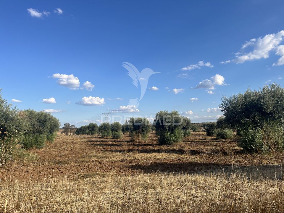 Helårsgrund i Ferreira do Alentejo, Beja - foto 1