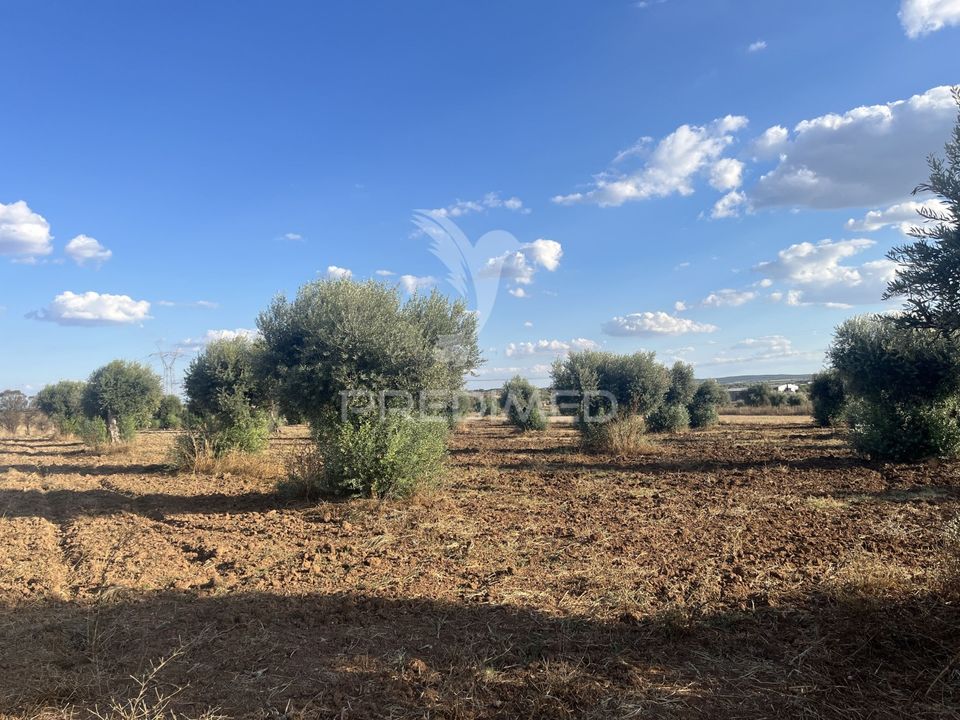 Helårsgrund i Ferreira do Alentejo, Beja - foto 2