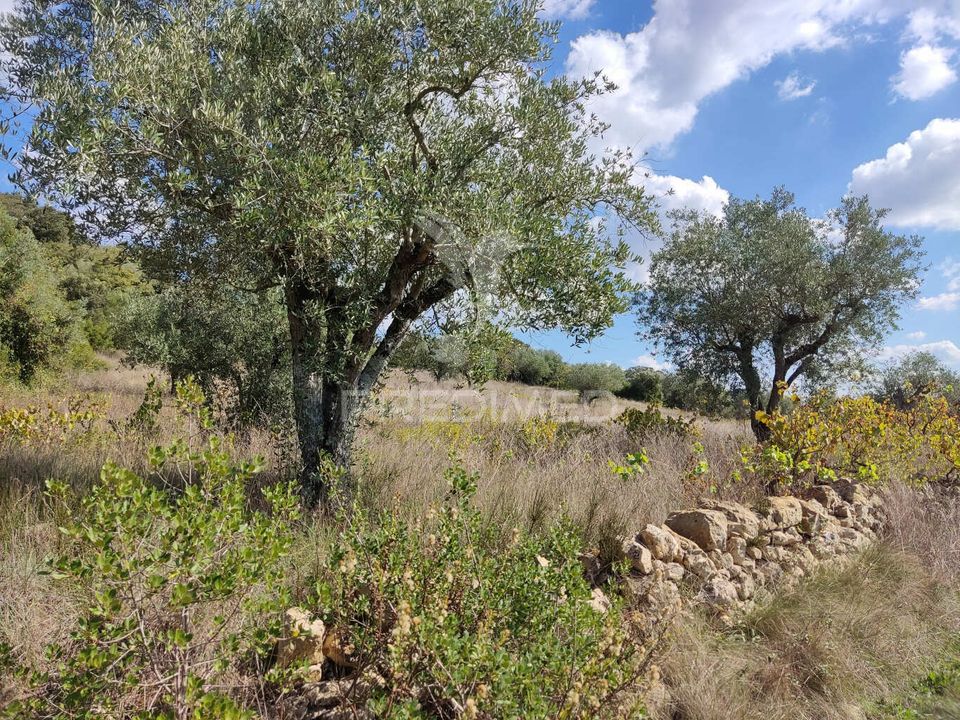 Helårsgrund i Ourem, Santarem - foto 1