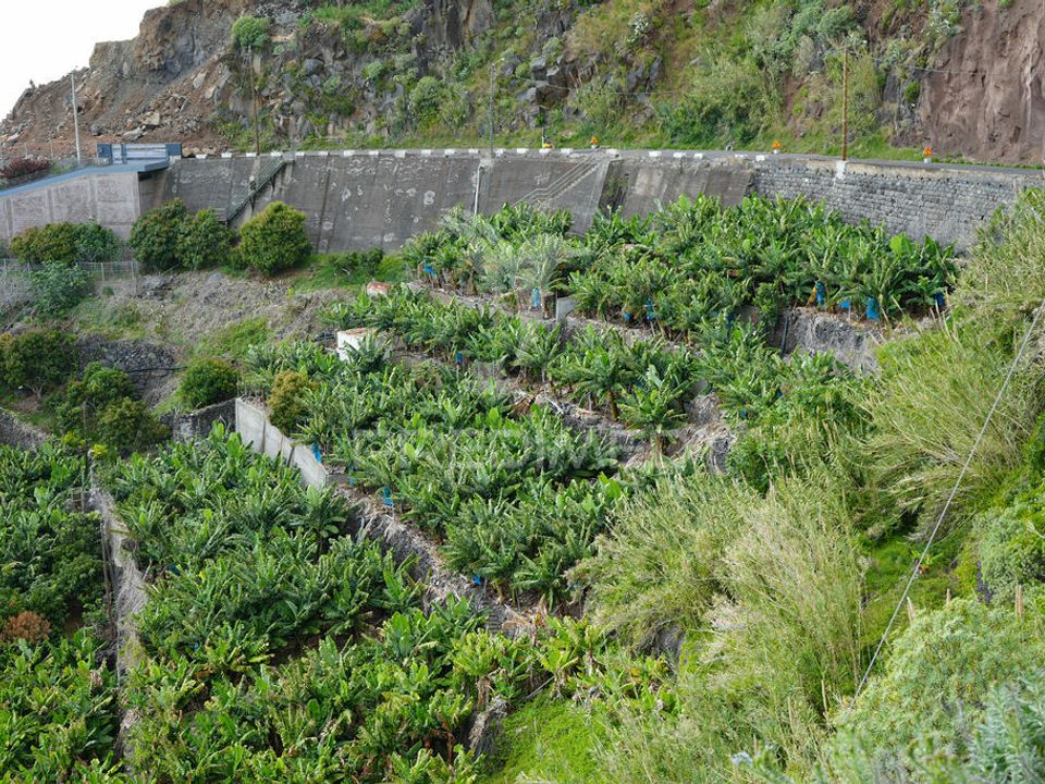 Helårsgrund i Calheta, Madeira - foto 5