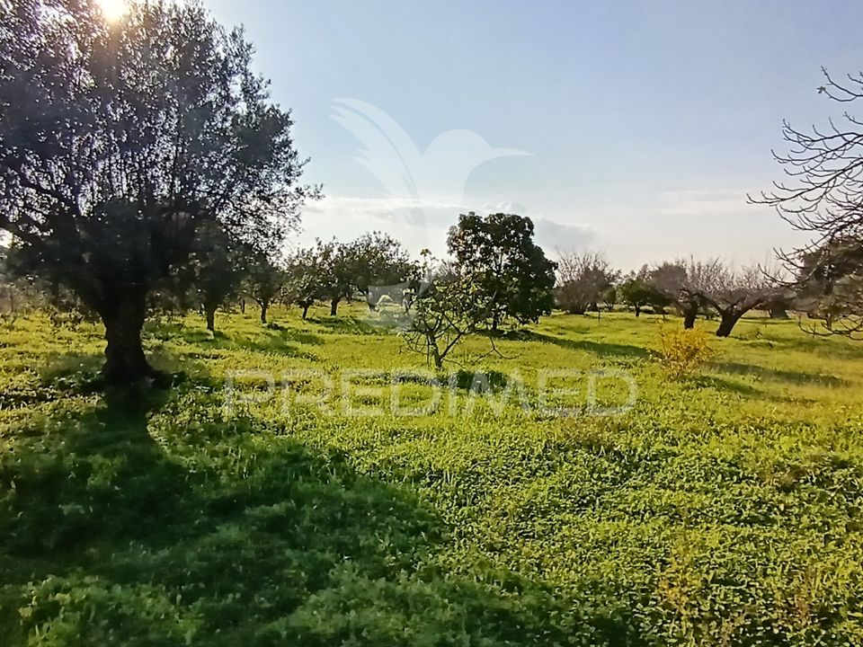 Helårsgrund i Palmela, Setubal - foto 3