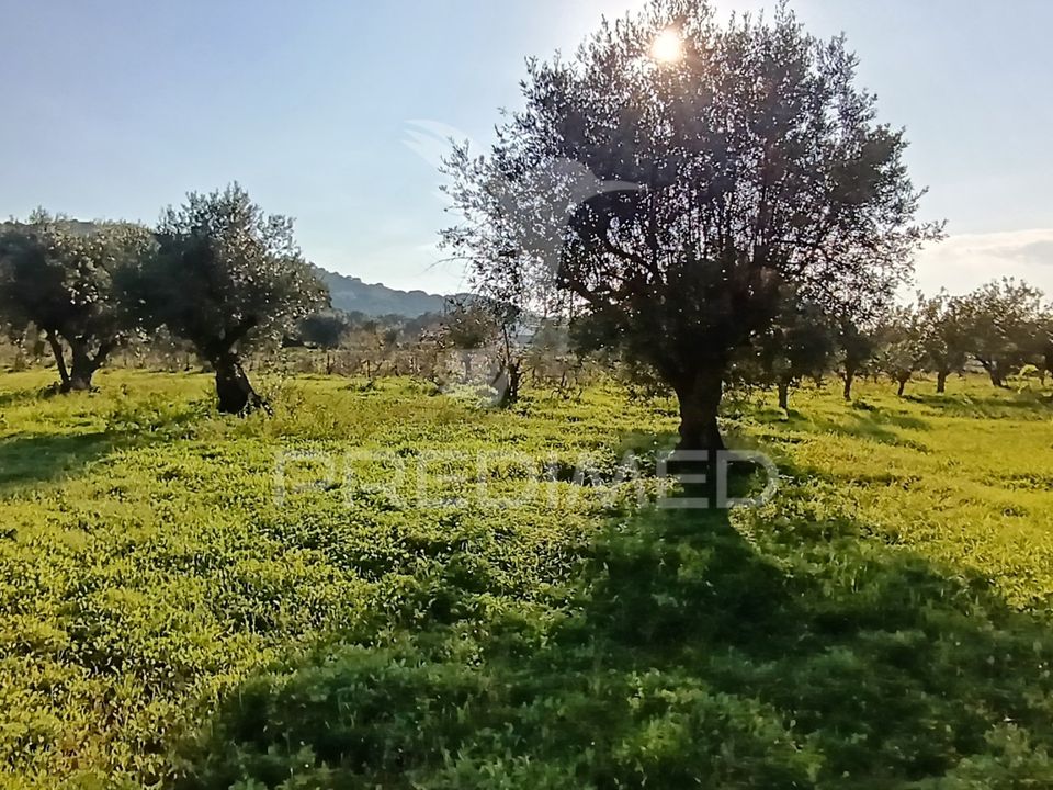 Helårsgrund i Palmela, Setubal - foto 4