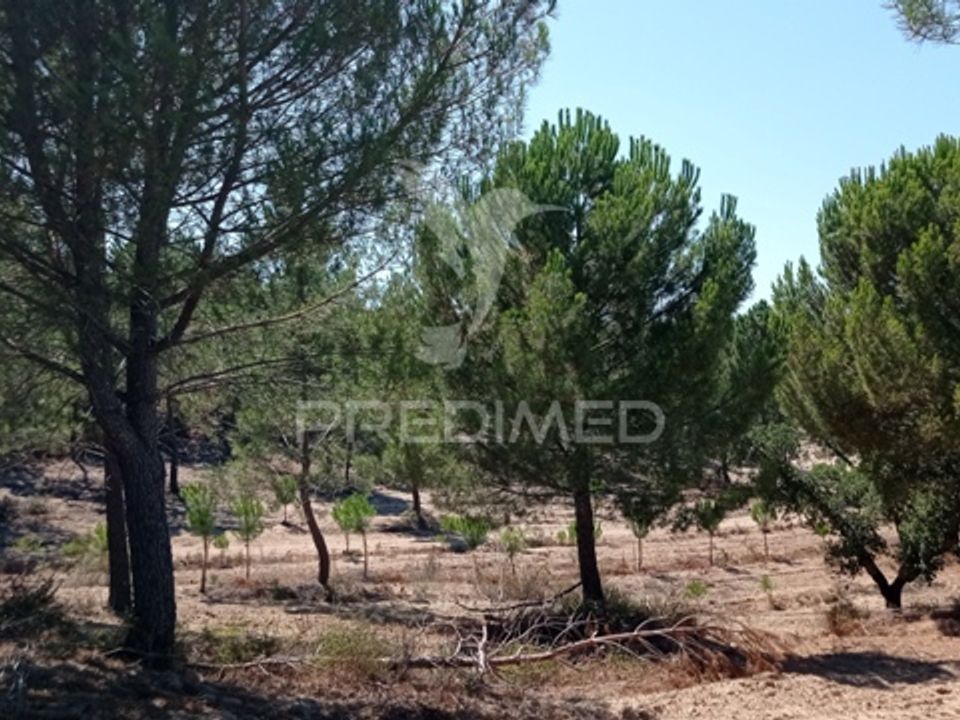 Boerderij in Mora, Evora - foto 4