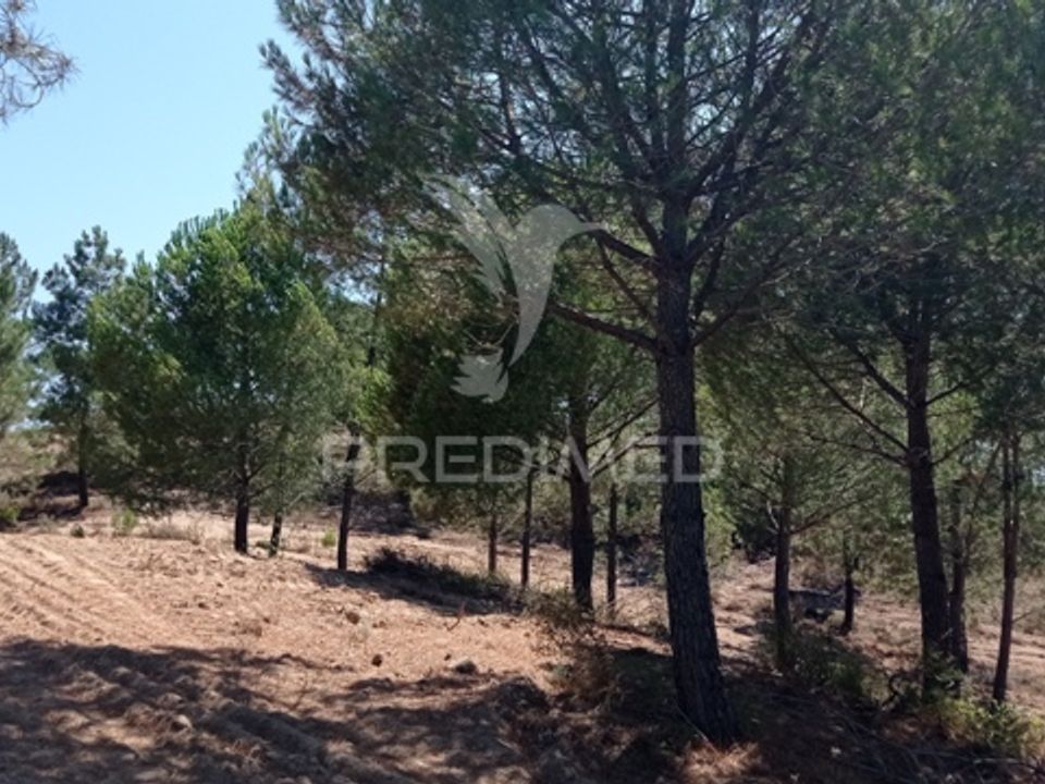 Boerderij in Mora, Evora - foto 5