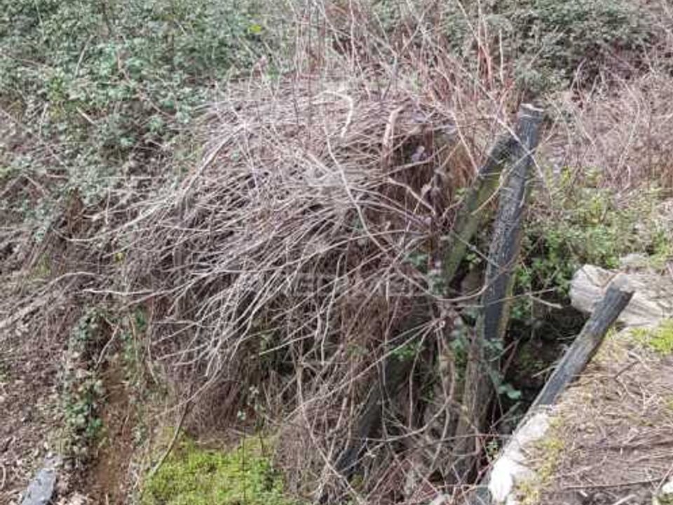 Tomt i Peso da Regua, Vila Real - bilde 2