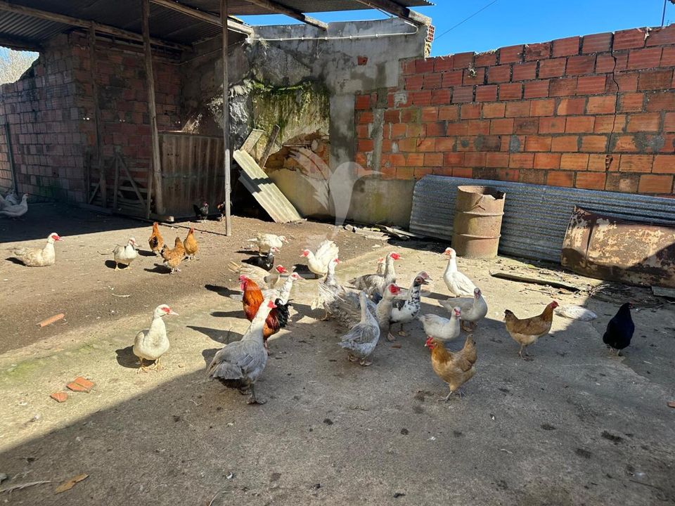 Helårsgrund i Rio Maior, Santarem - foto 2