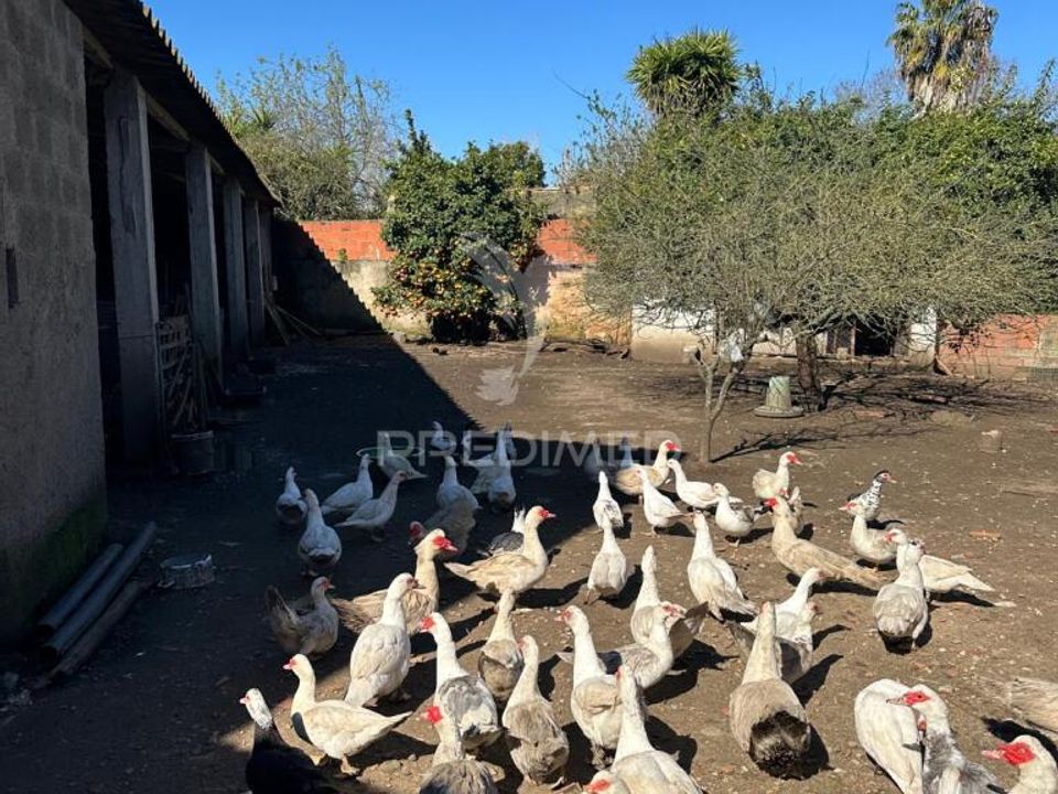 Helårsgrund i Rio Maior, Santarem - foto 3