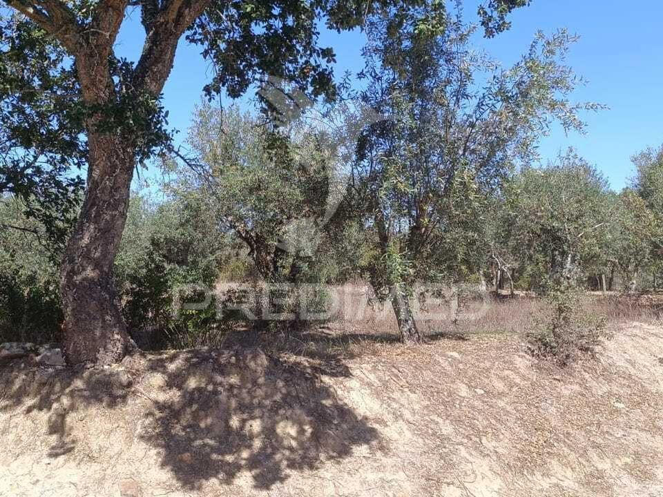 Helårsgrund i Nisa, Portalegre - foto 1