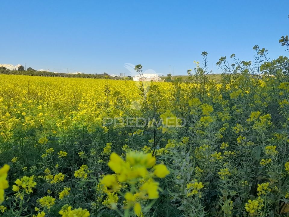 Terra a Faro, Faro - foto 5
