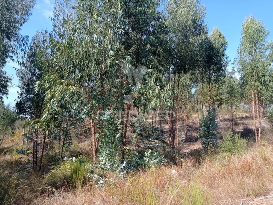 Tomt i Gaviao, Portalegre - bilde 1