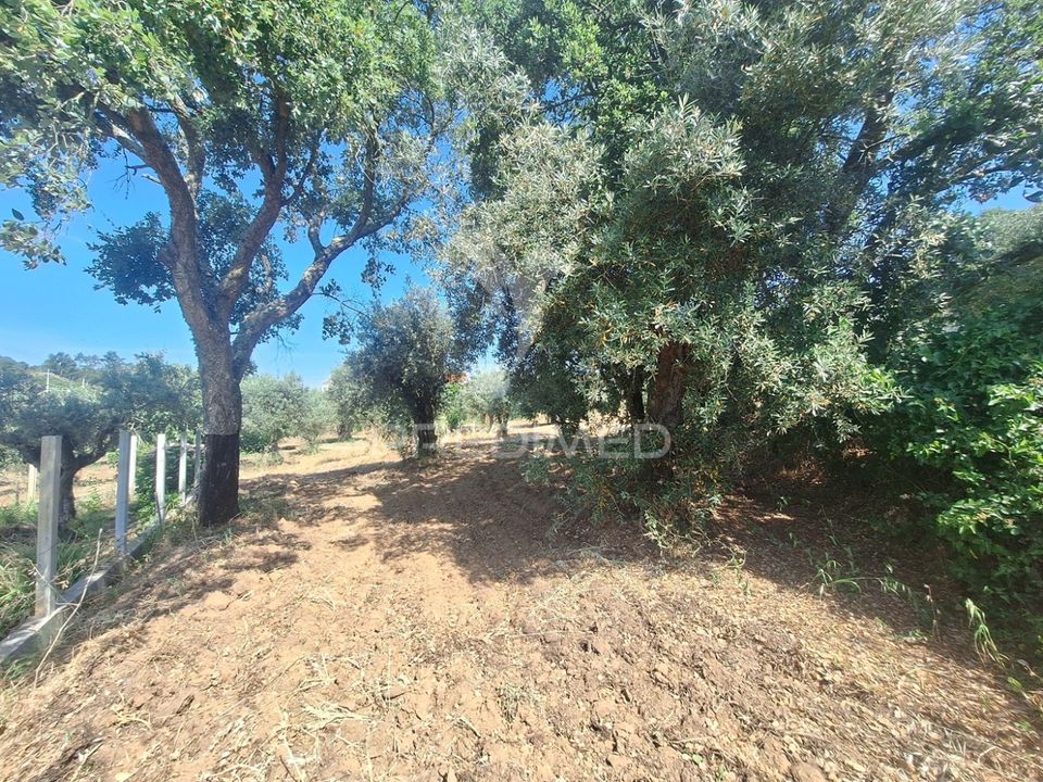 Helårsgrund i Vila Nova da Barquinha, Santarem - foto 3