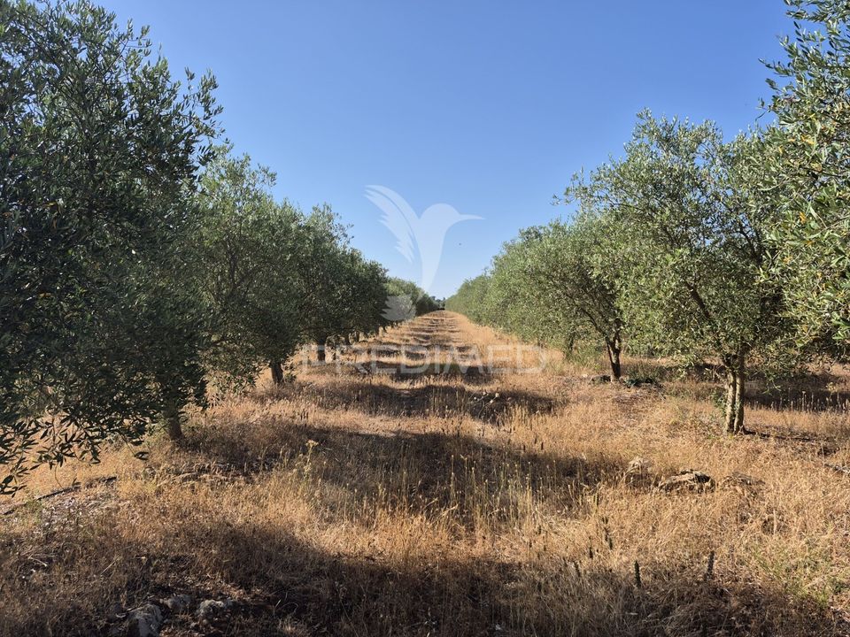 Helårsgrund i Borba, Evora - foto 1