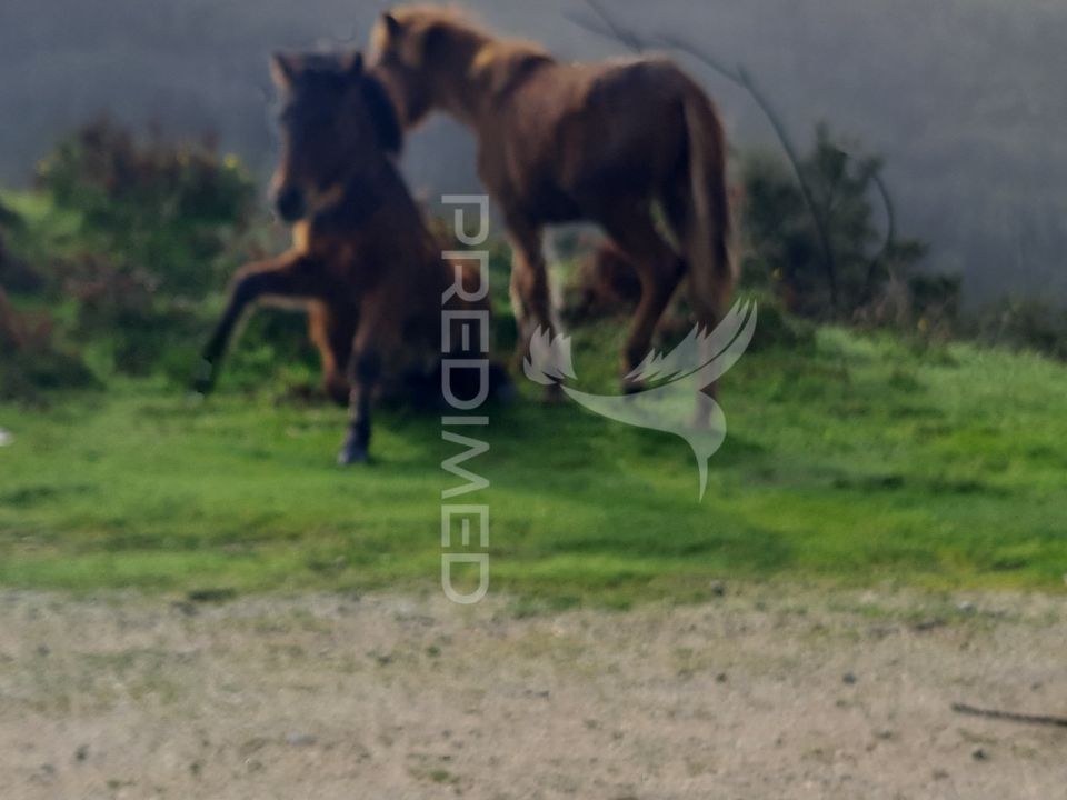 Helårsgrund i Vila Verde, Braga - foto 2