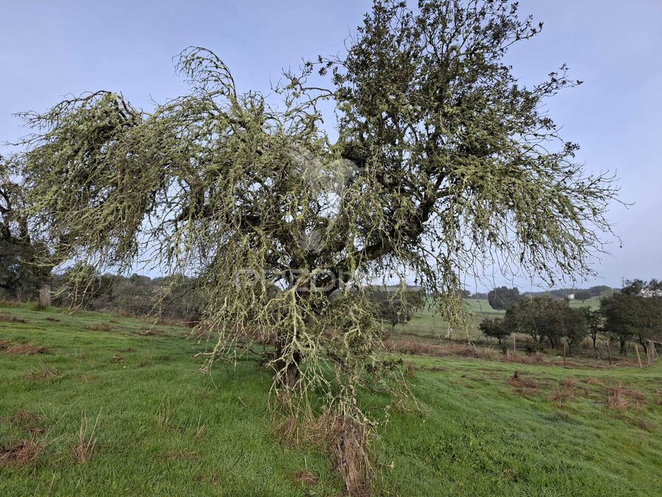 Helårsgrund i Alandroal, Evora - foto 4