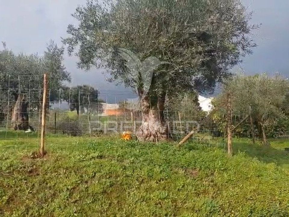 Helårsgrund i Vila Nova da Barquinha, Santarem - foto 3