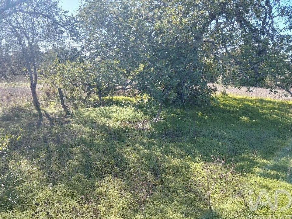 Helårsgrund i Sao Bras de Alportel, Faro - foto 3