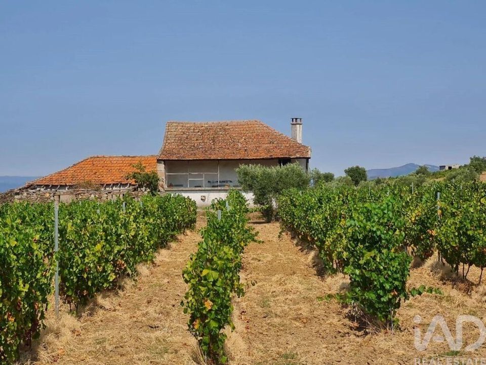 Farm i Vila Flor, Braganca - foto 2