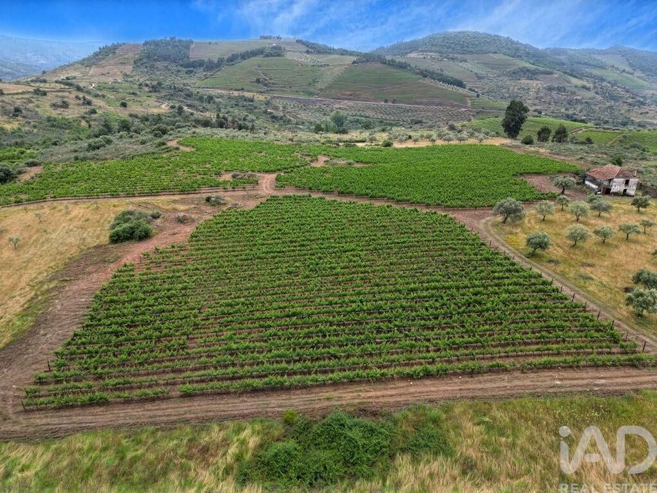 Farm i Vila Flor, Braganca - foto 3