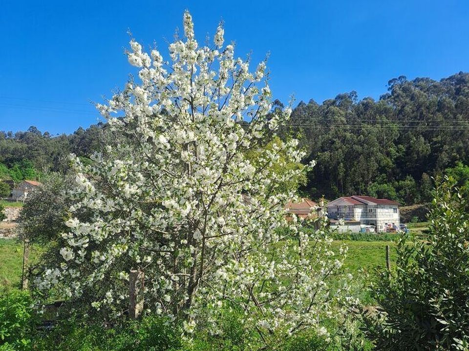 Helårsgrund i Penafiel, Porto - foto 3