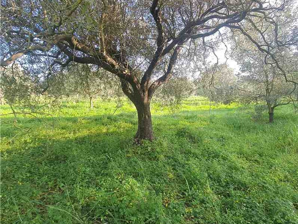 Næringseiendom i Narbolia, Oristano - bilde 4