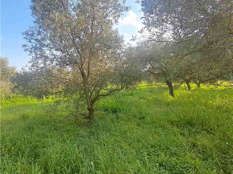 Næringseiendom i Narbolia, Oristano - bilde 5