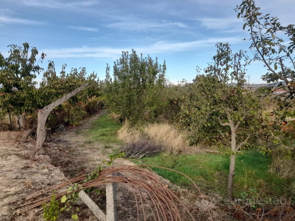 Tomt i Cepoes, Viseu - bilde 5