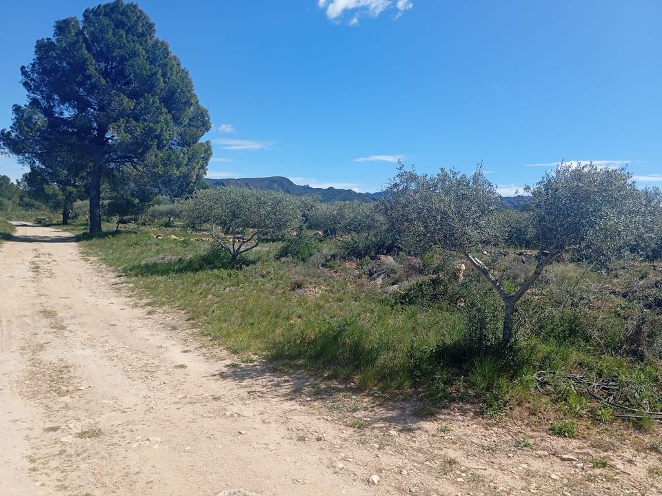 Finca i Ginestar, Tarragona - bilde 2