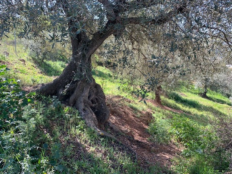 Helårsgrund i Riogordo, Malaga - foto 5
