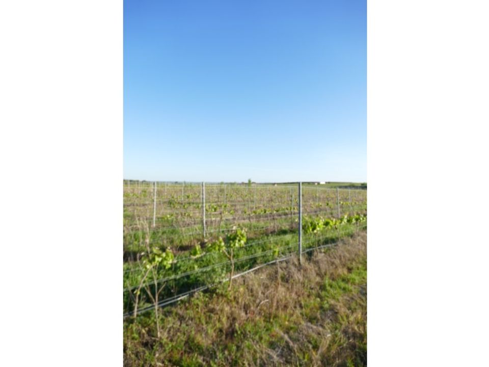 Granja a Cuba, Beja - foto 5